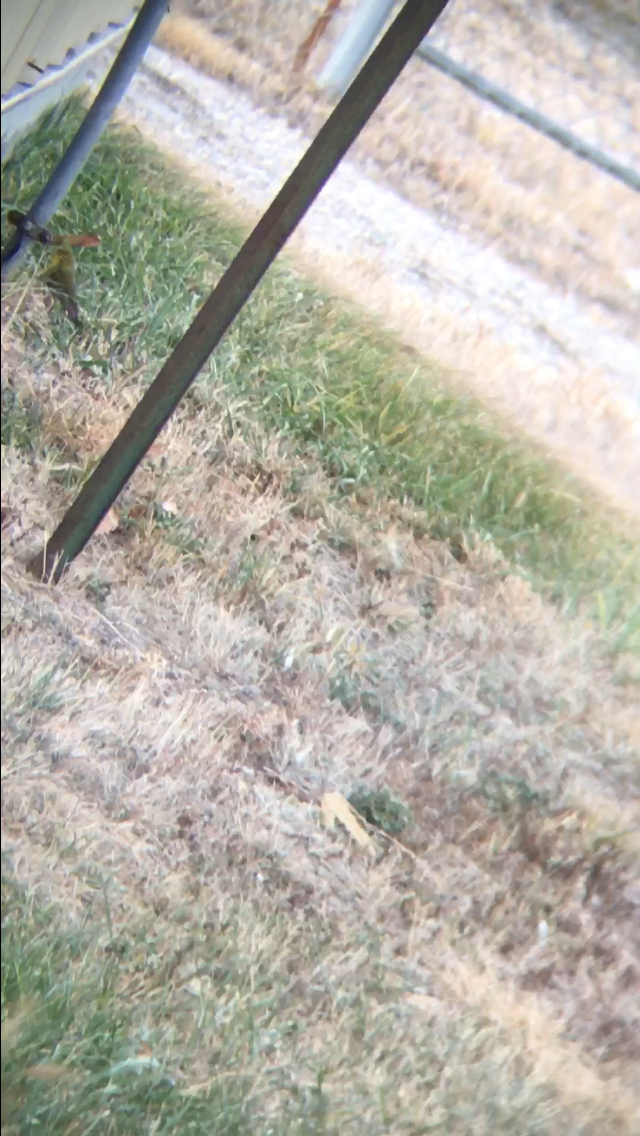 Pine Warbler - ML626474548