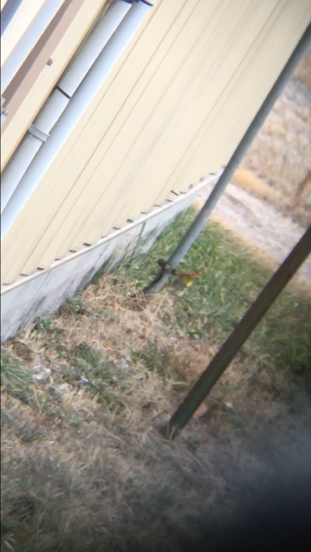 Pine Warbler - ML626474560