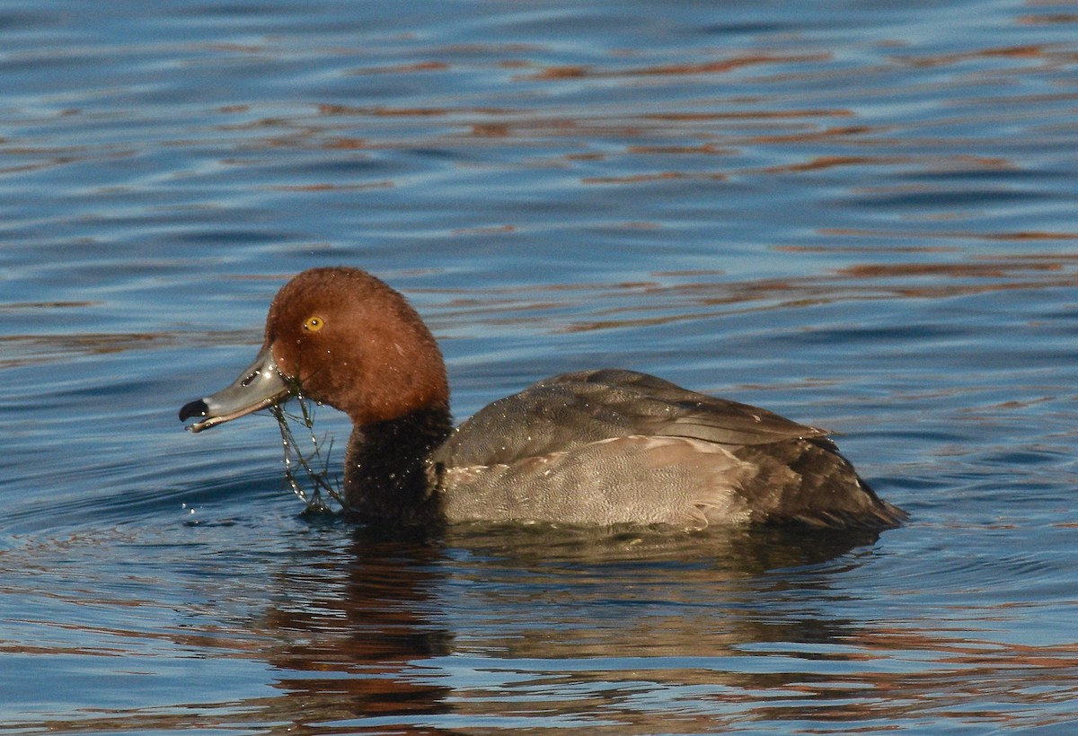 Redhead - ML626474861