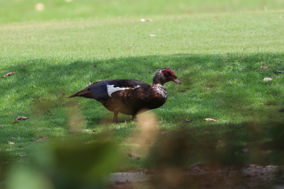 ノバリケン（家畜） - ML626474864