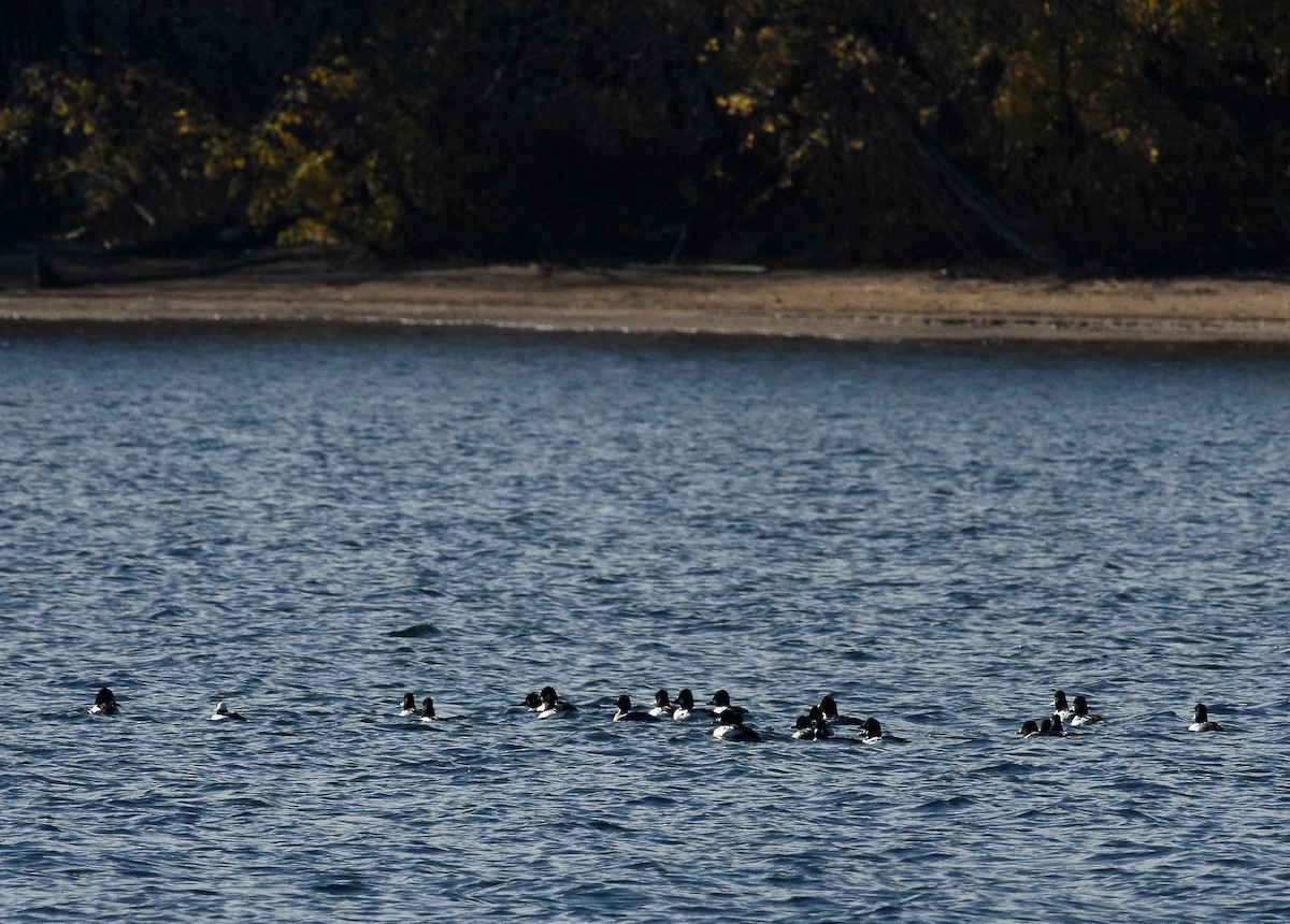 Common Goldeneye - ML626474866