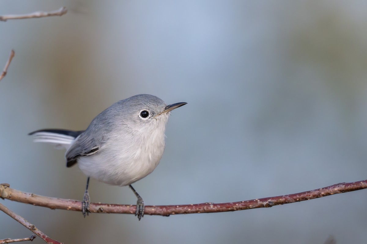 Blue-gray Gnatcatcher - ML626474891