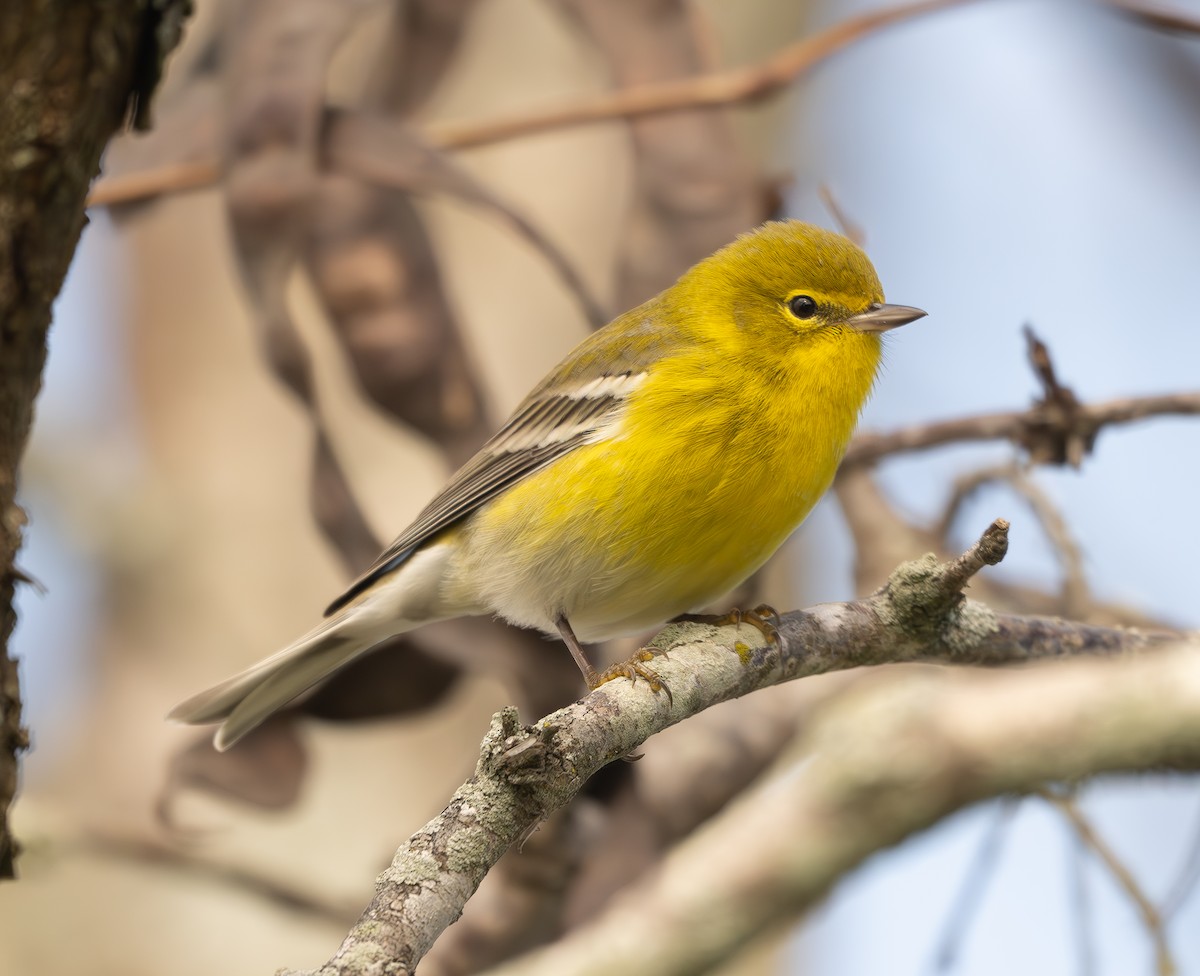 Pine Warbler - ML626474895