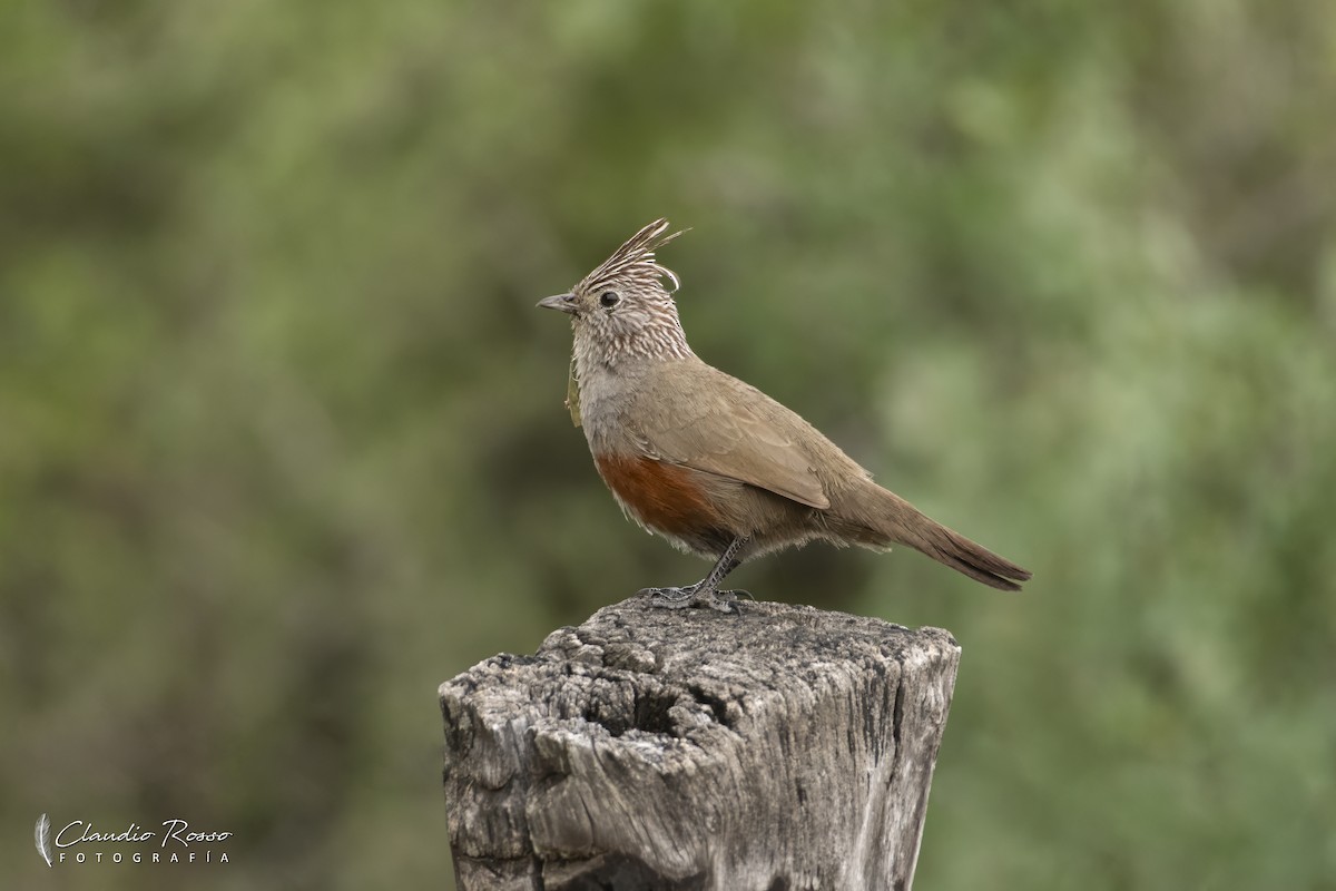 Gallito Copetón - ML626474952