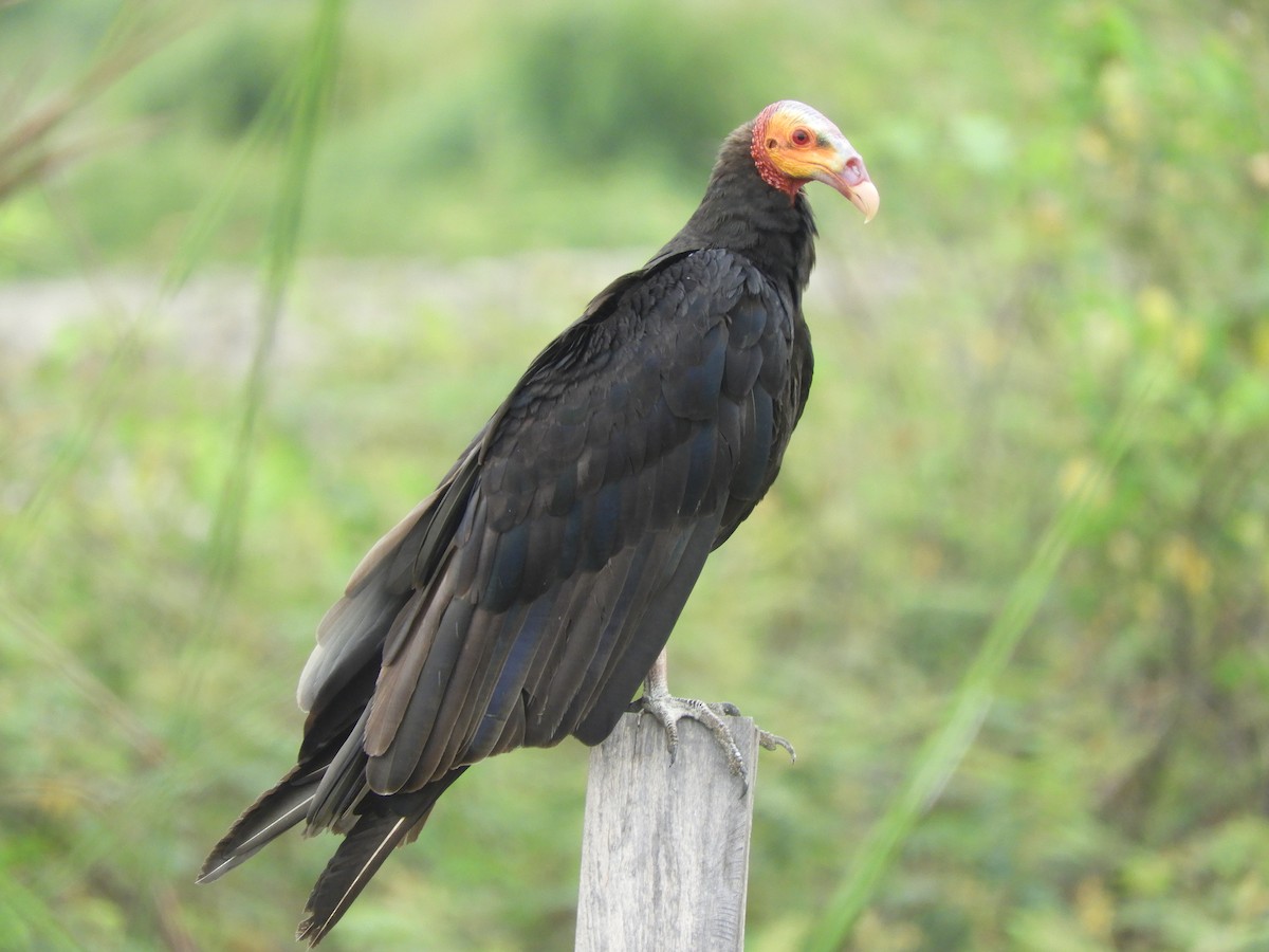 Lesser Yellow-headed Vulture - ML626474991