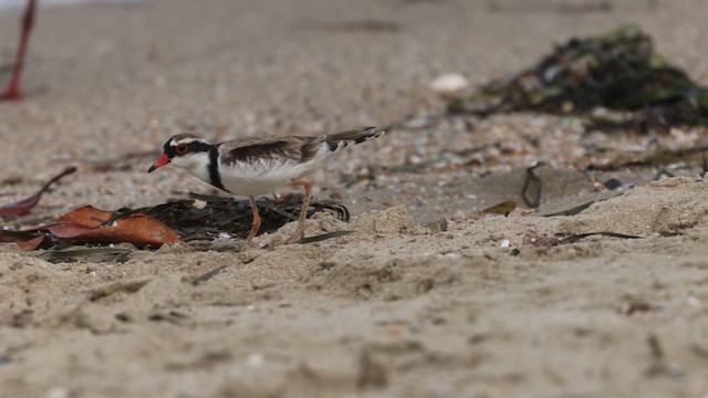 Black-fronted Dotterel - ML626475325