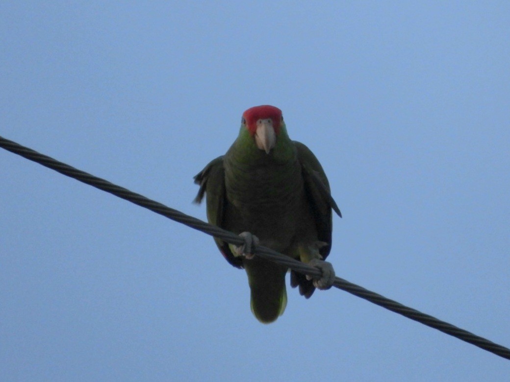 Red-crowned Amazon - ML626475331