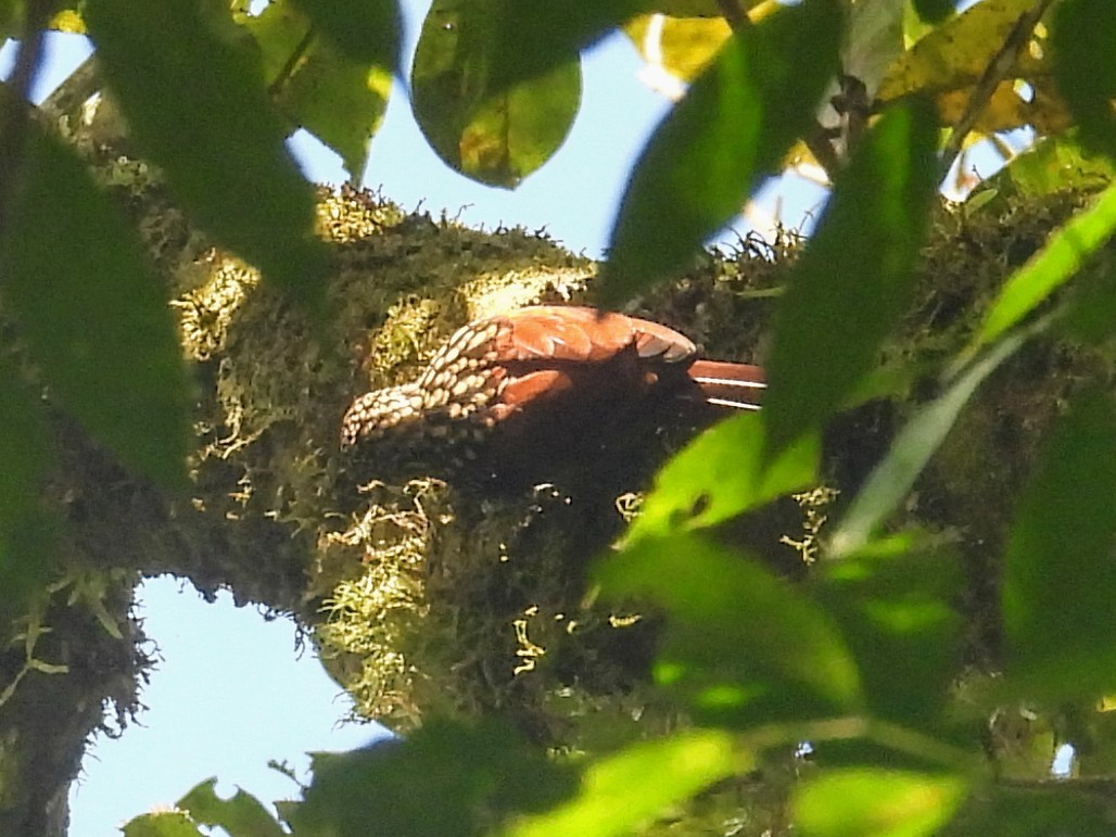 Black-striped Woodcreeper - ML626475391