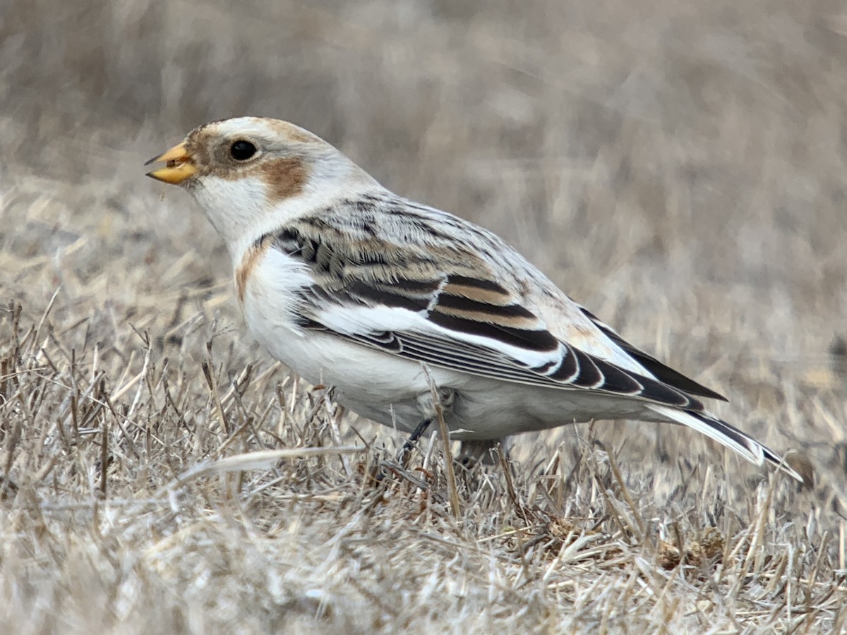 Snow Bunting - ML626475398