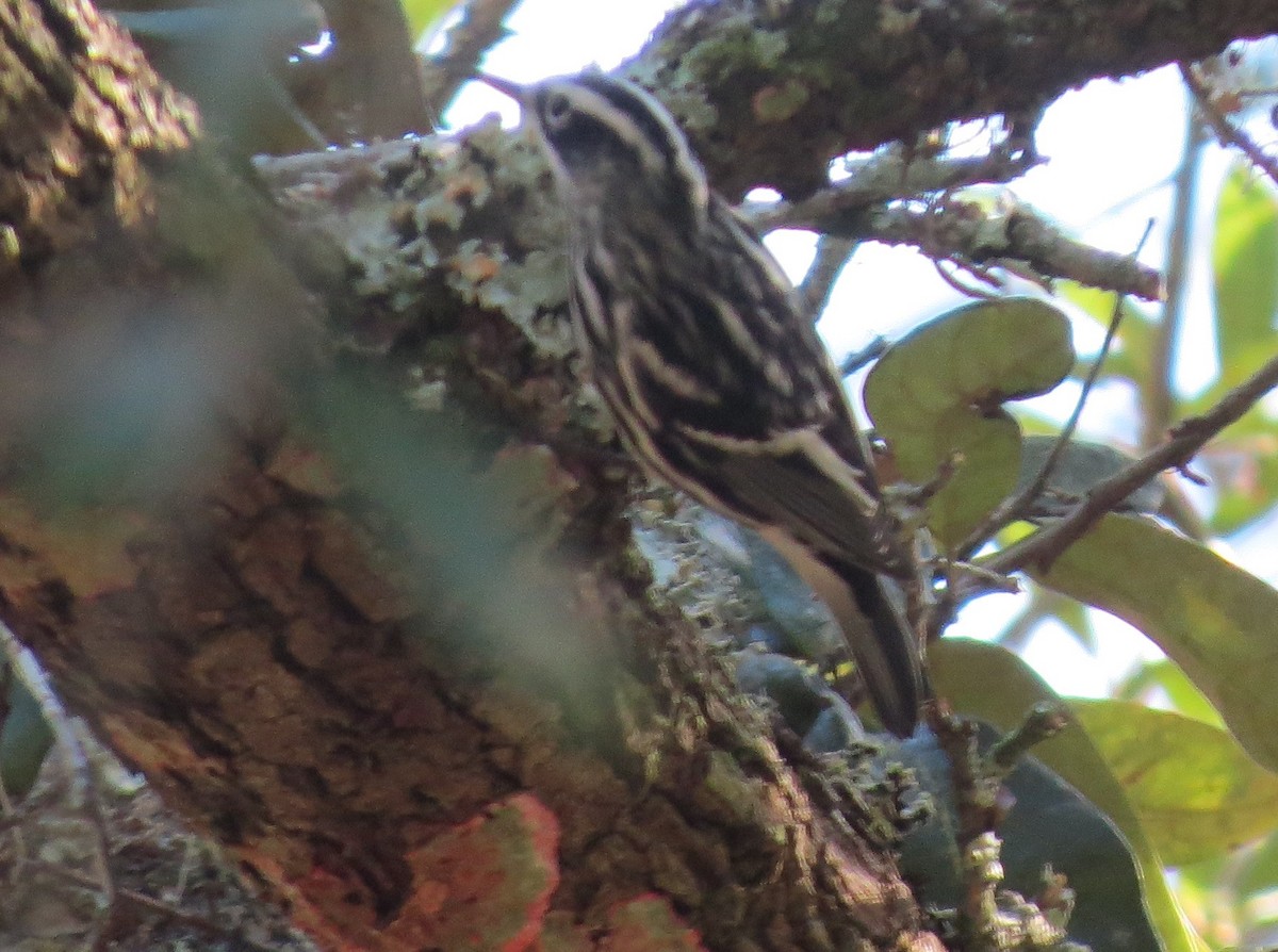 Black-and-white Warbler - ML626475418