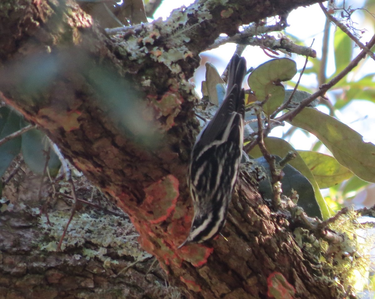 Black-and-white Warbler - ML626475419
