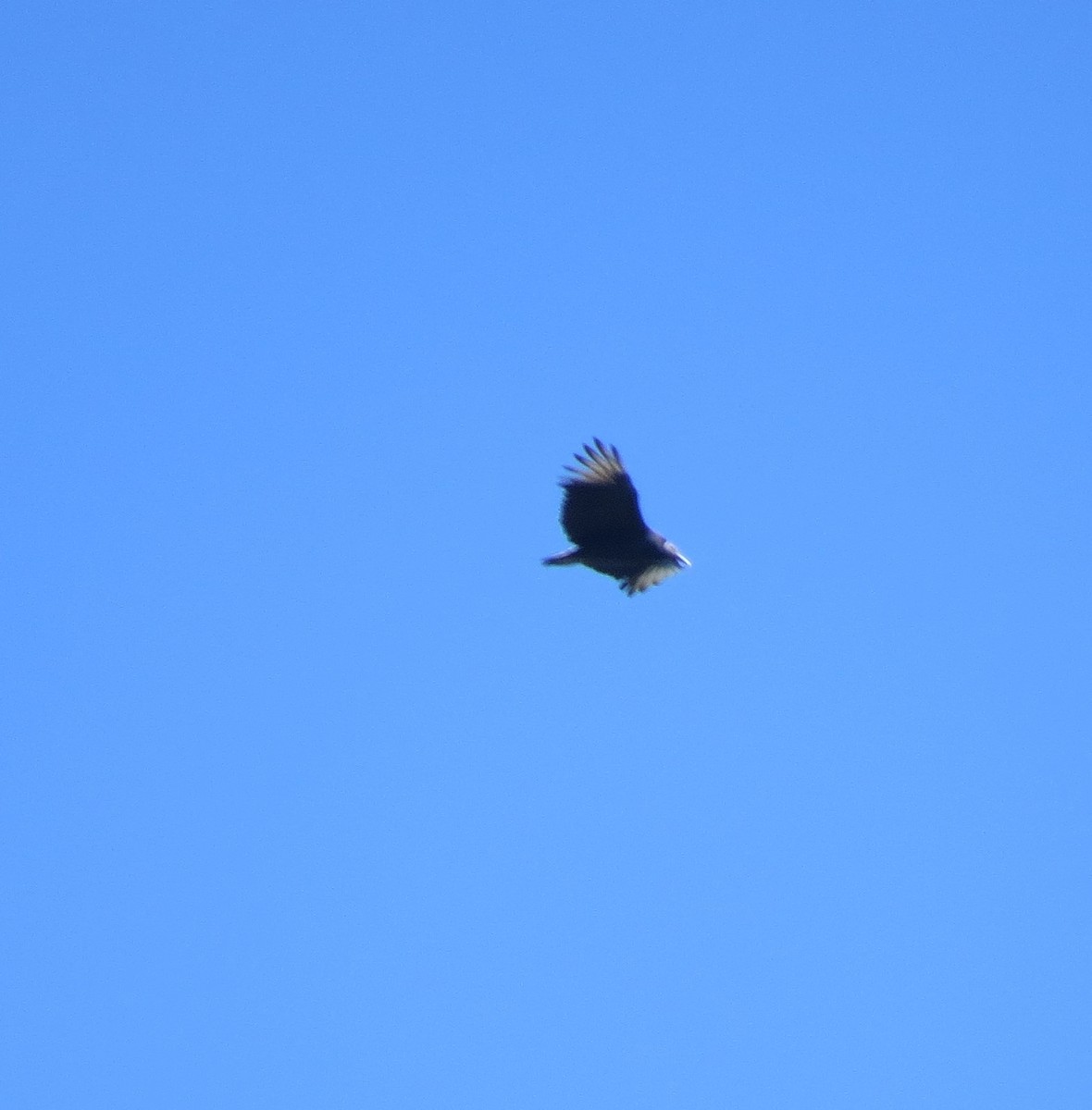 Black Vulture - ML626475436