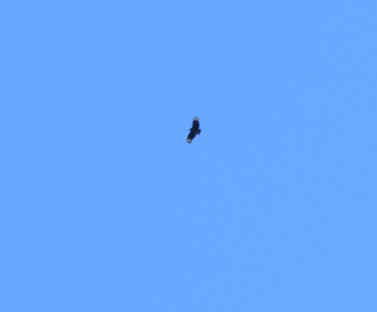 Black Vulture - ML626475437