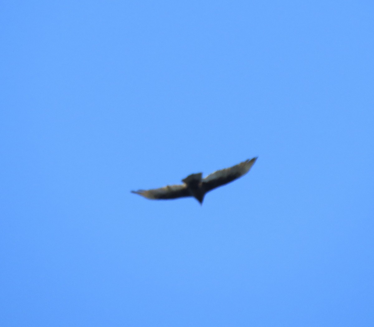 Turkey Vulture - ML626475450