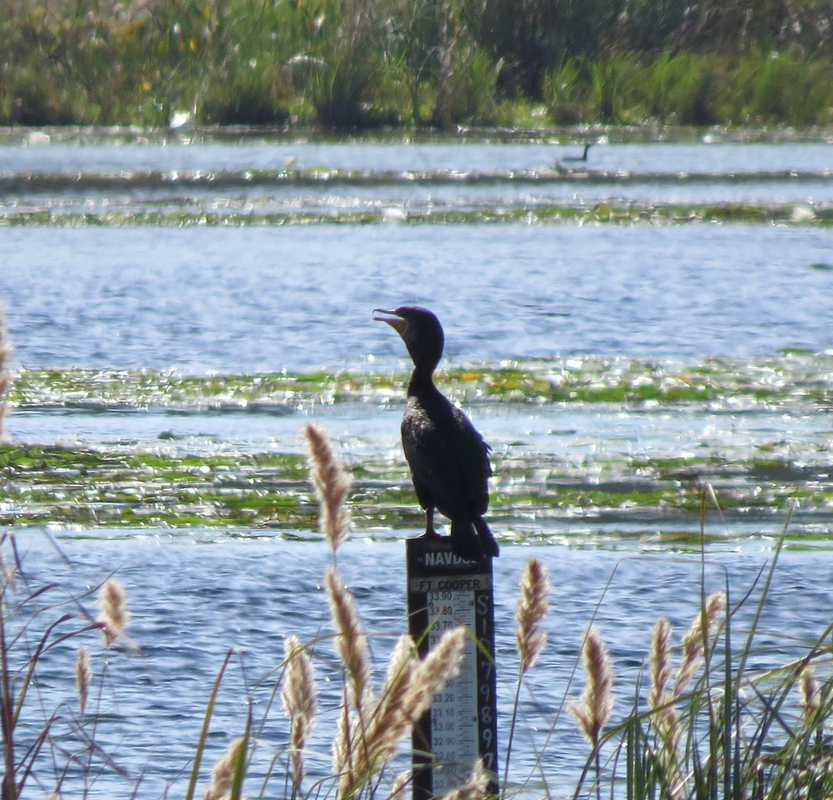 Double-crested Cormorant - ML626475497