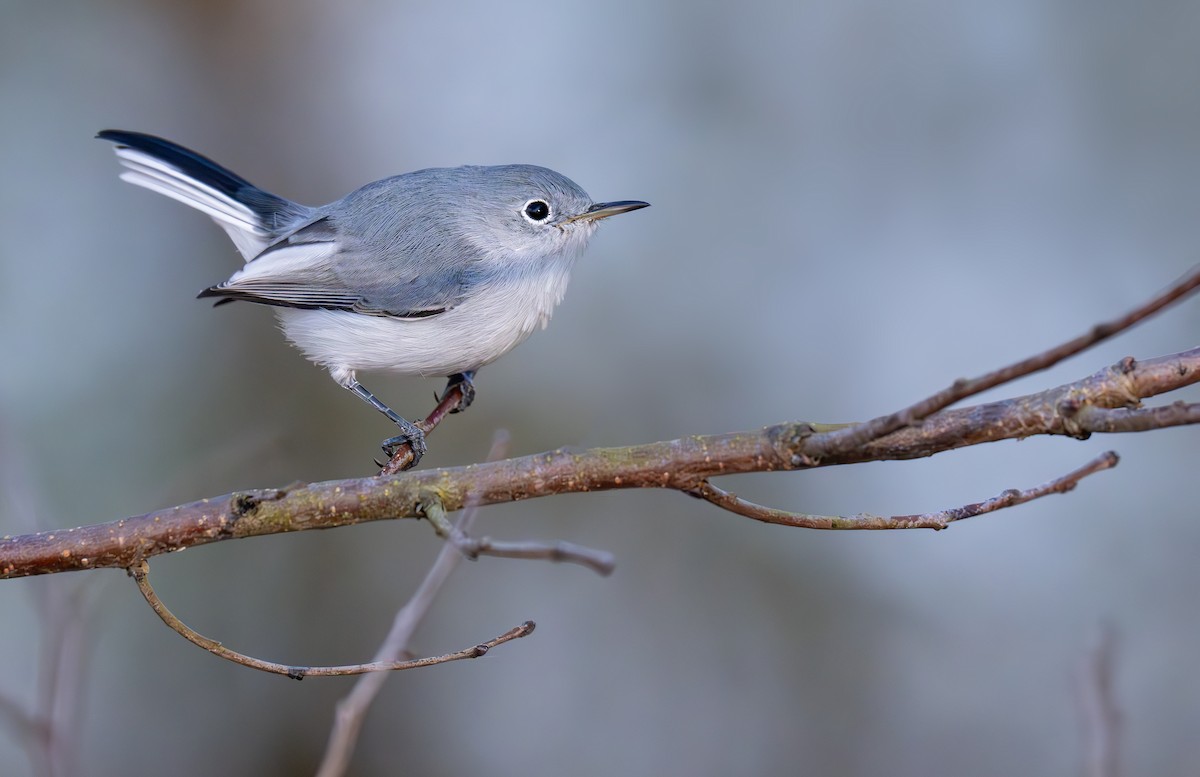 Blue-gray Gnatcatcher - ML626475502
