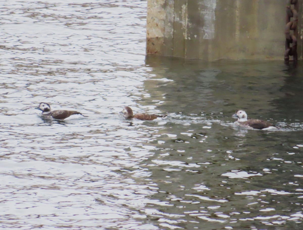 Long-tailed Duck - ML626475538