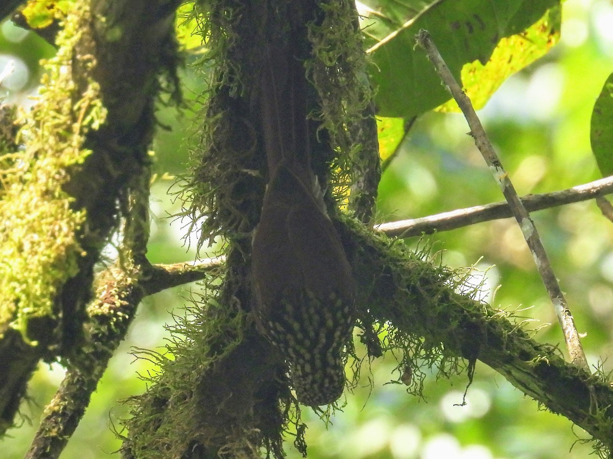 Black-striped Woodcreeper - ML626475554