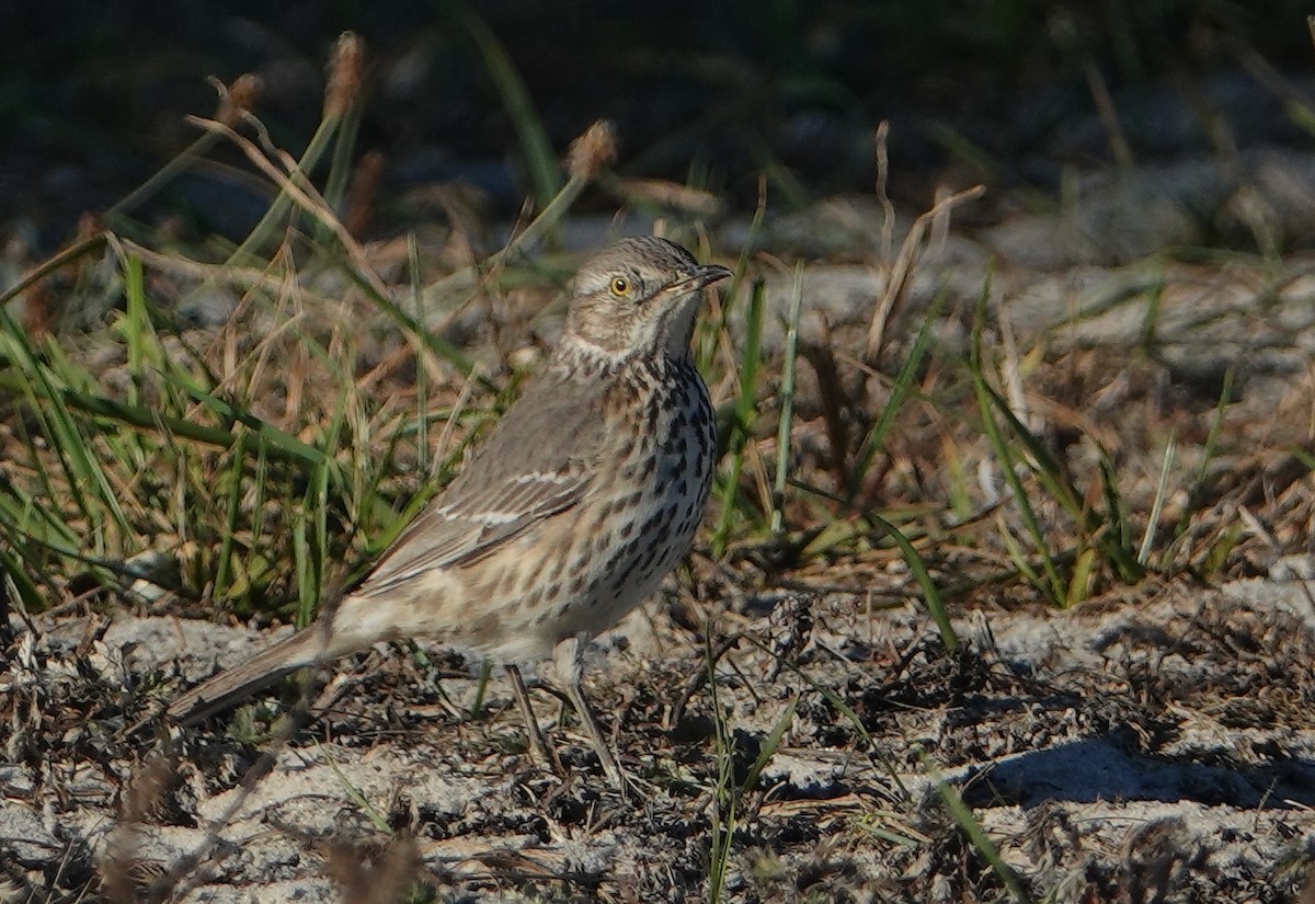 Sage Thrasher - ML626475586