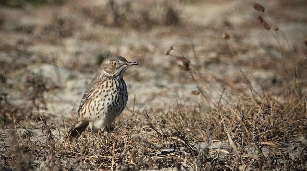 Sage Thrasher - ML626475621