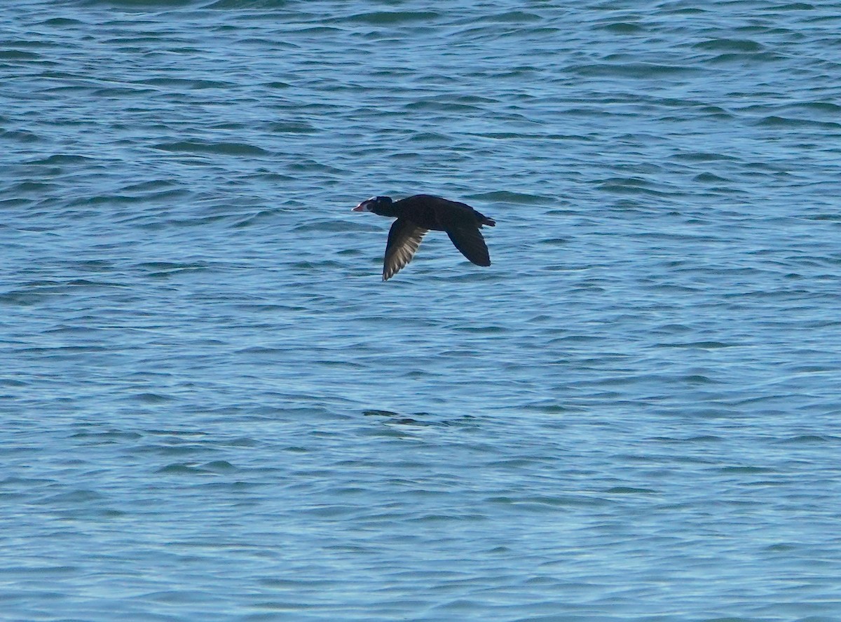 Surf Scoter - ML626475630