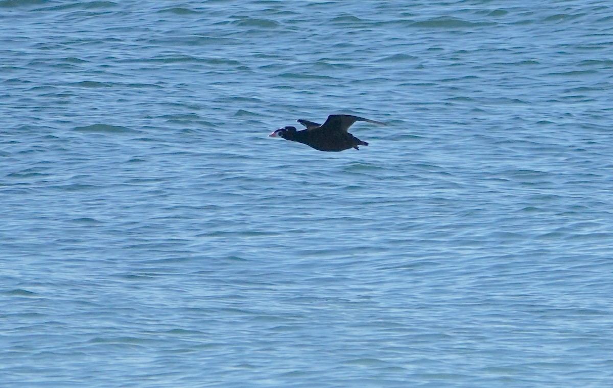 Surf Scoter - ML626475634