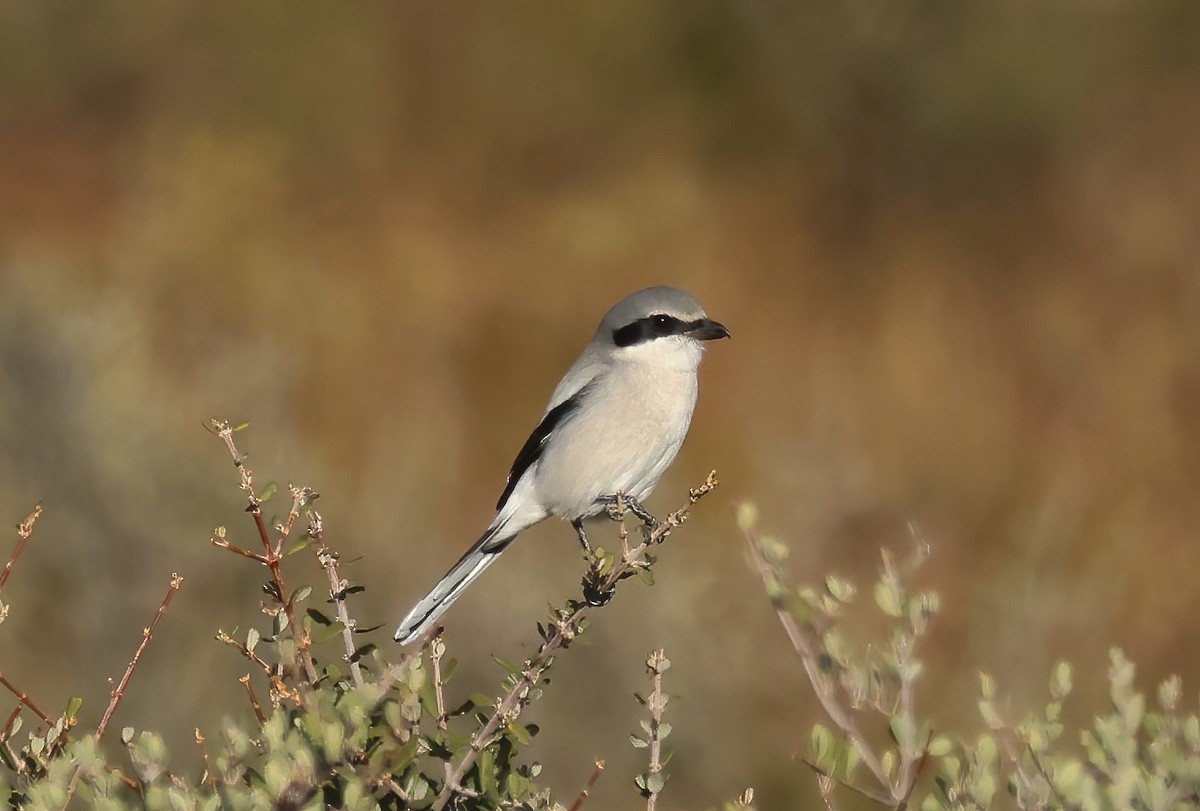 Loggerhead Shrike - ML626475981