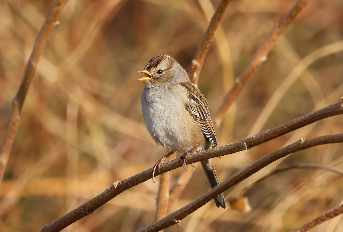 White-crowned Sparrow (Gambel's) - ML626475986