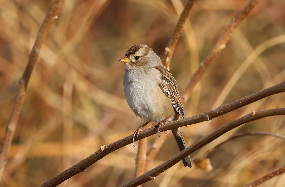 White-crowned Sparrow (Gambel's) - Tom Benson