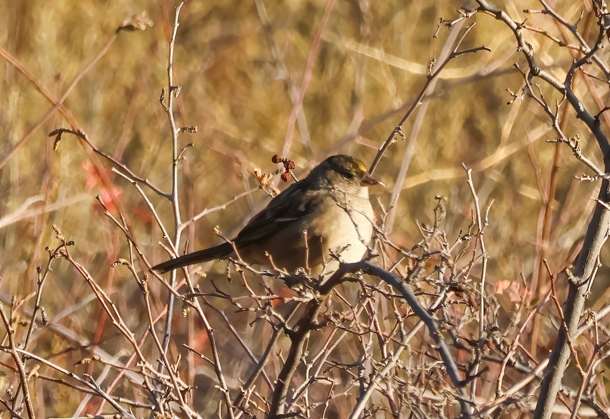 Golden-crowned Sparrow - ML626475990