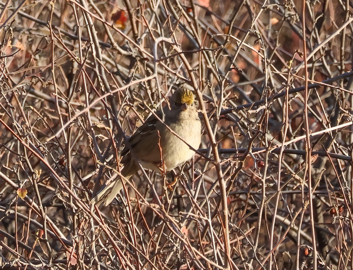 Golden-crowned Sparrow - ML626475991