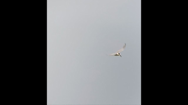 Sandwich Tern - ML626476257
