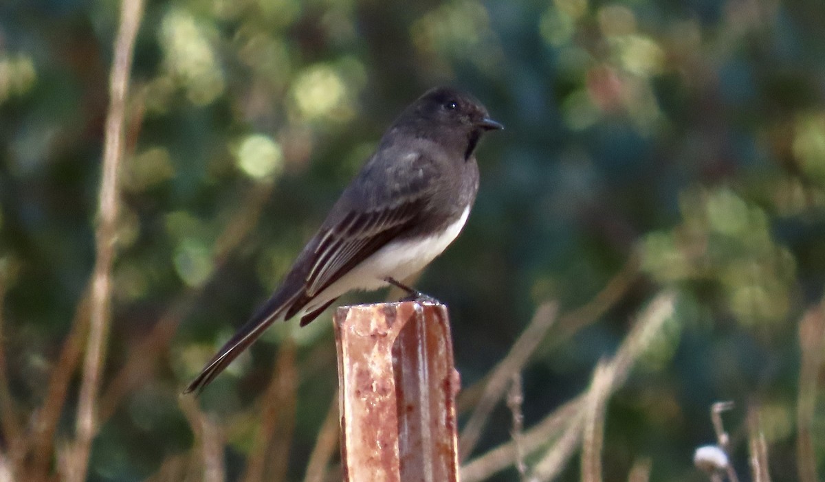Black Phoebe - ML626476293