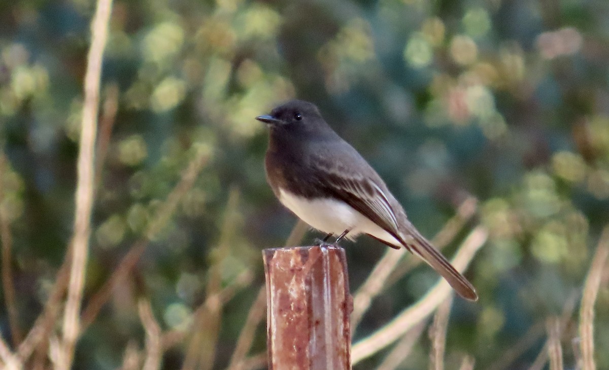 Black Phoebe - ML626476297