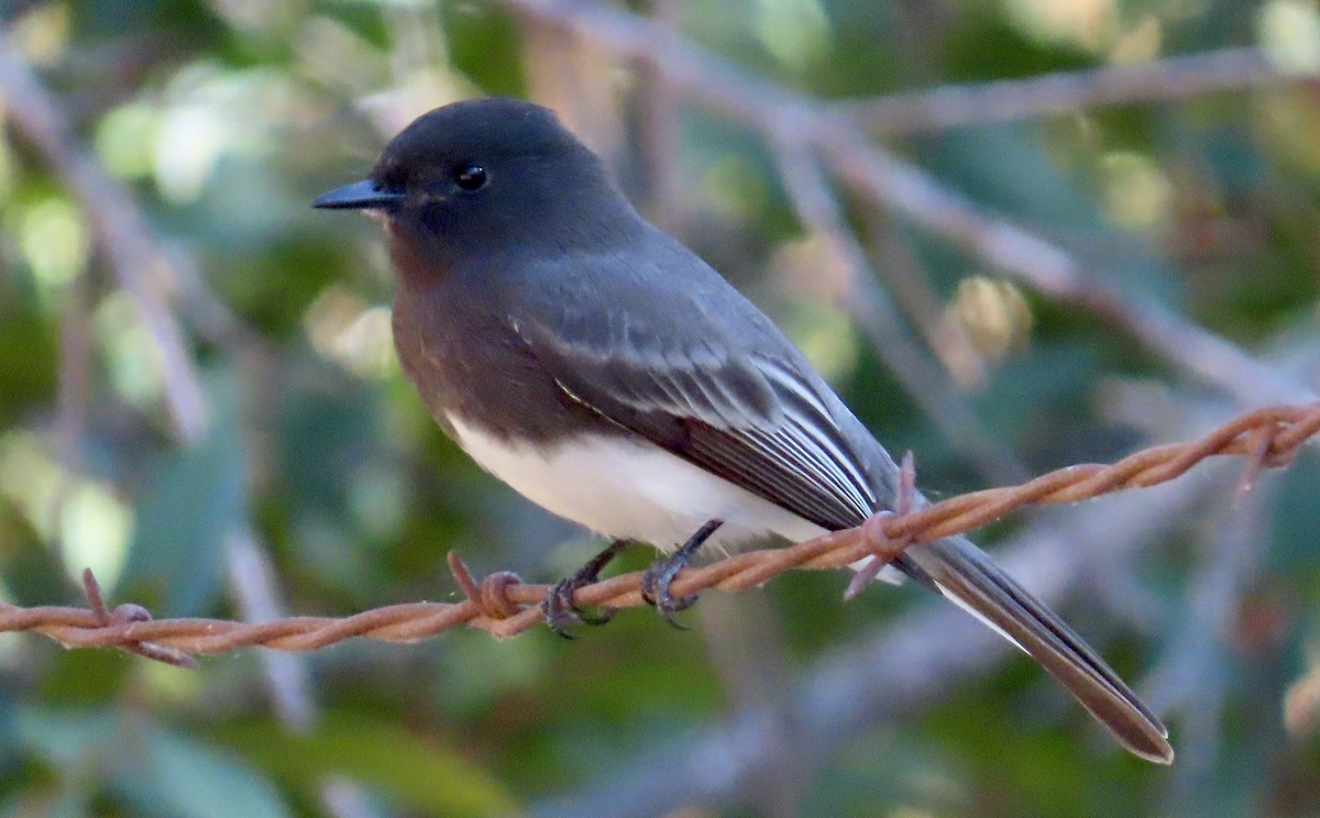 Black Phoebe - ML626476301