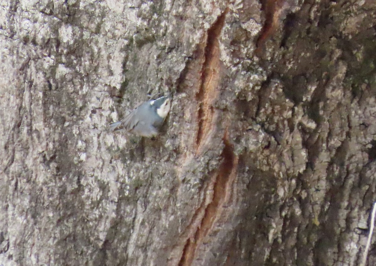 White-breasted Nuthatch - ML626476313