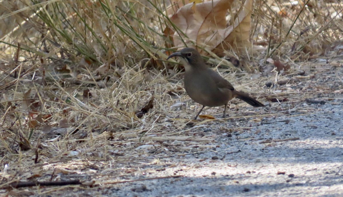 California Thrasher - ML626476315