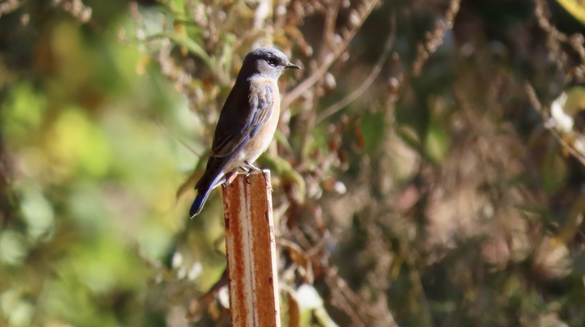 Western Bluebird - ML626476318