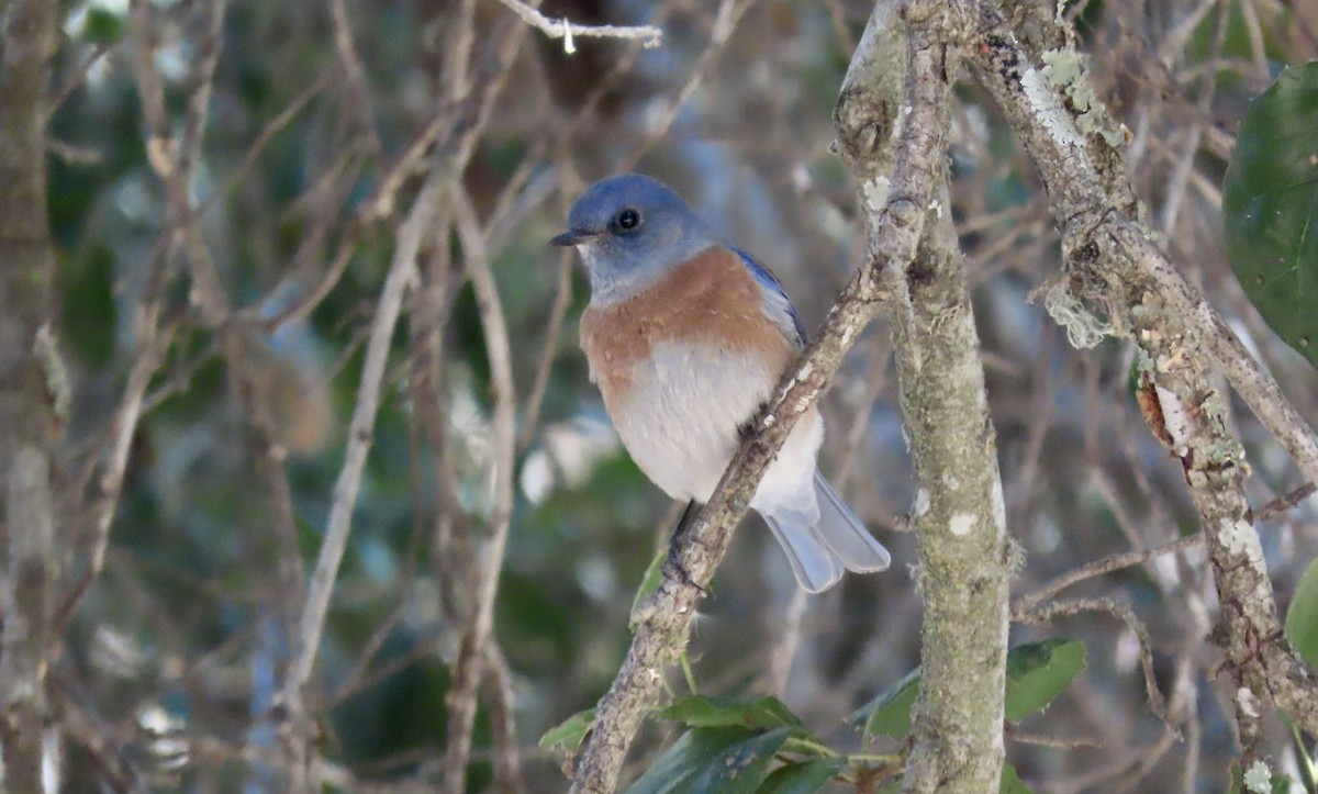 Western Bluebird - ML626476327
