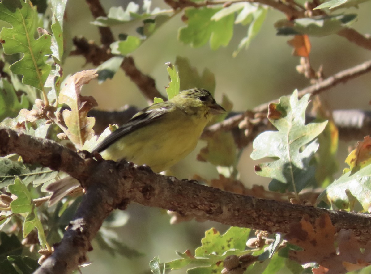 Lesser Goldfinch - ML626476331