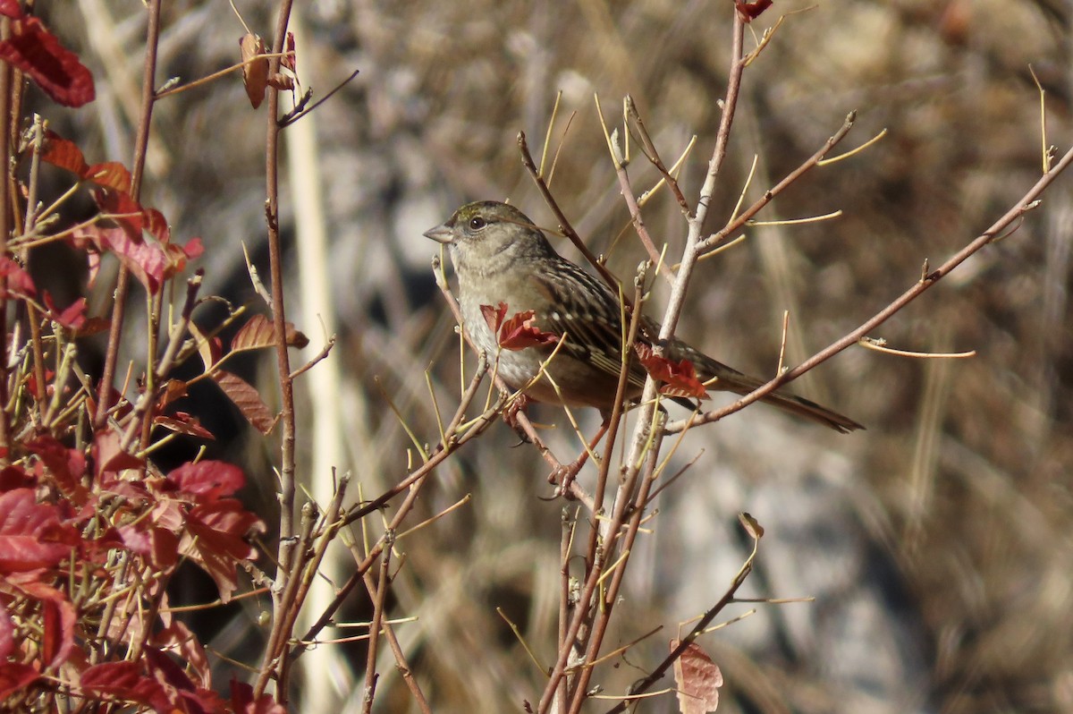 Golden-crowned Sparrow - ML626476338
