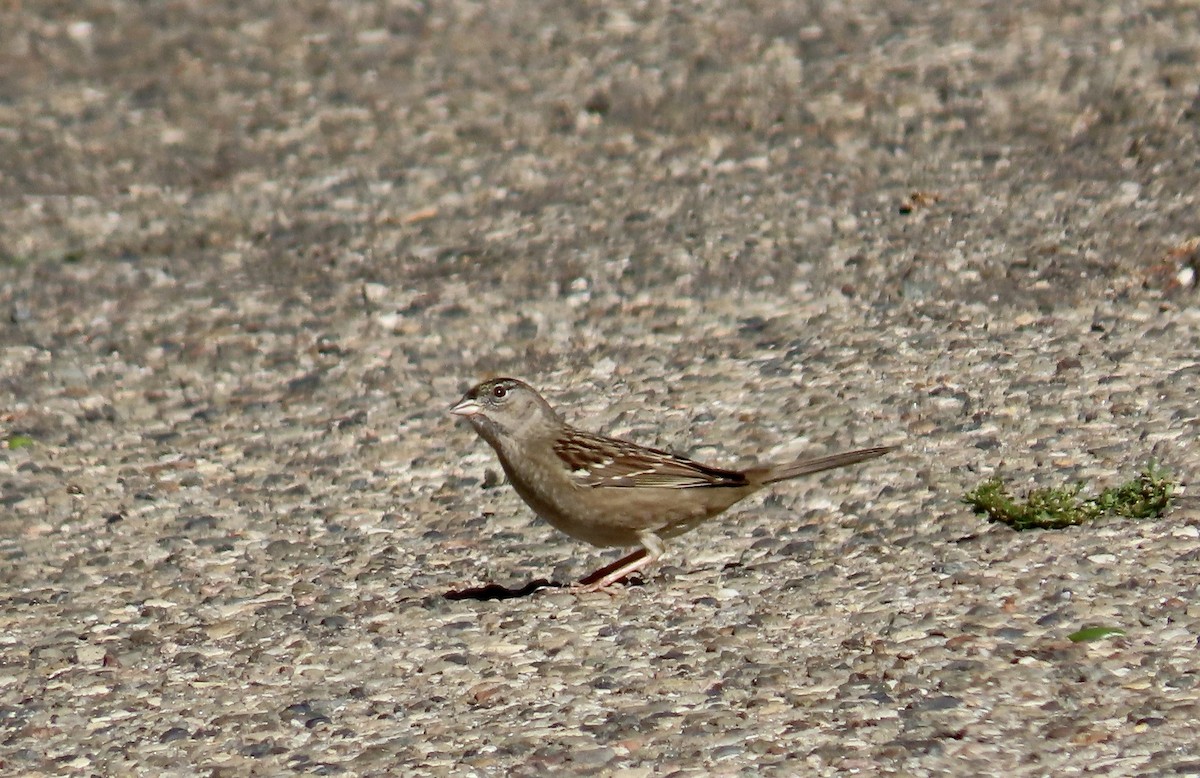 Golden-crowned Sparrow - ML626476342