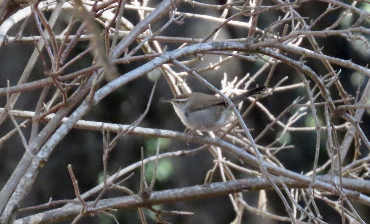 Bewick's Wren - ML626476383