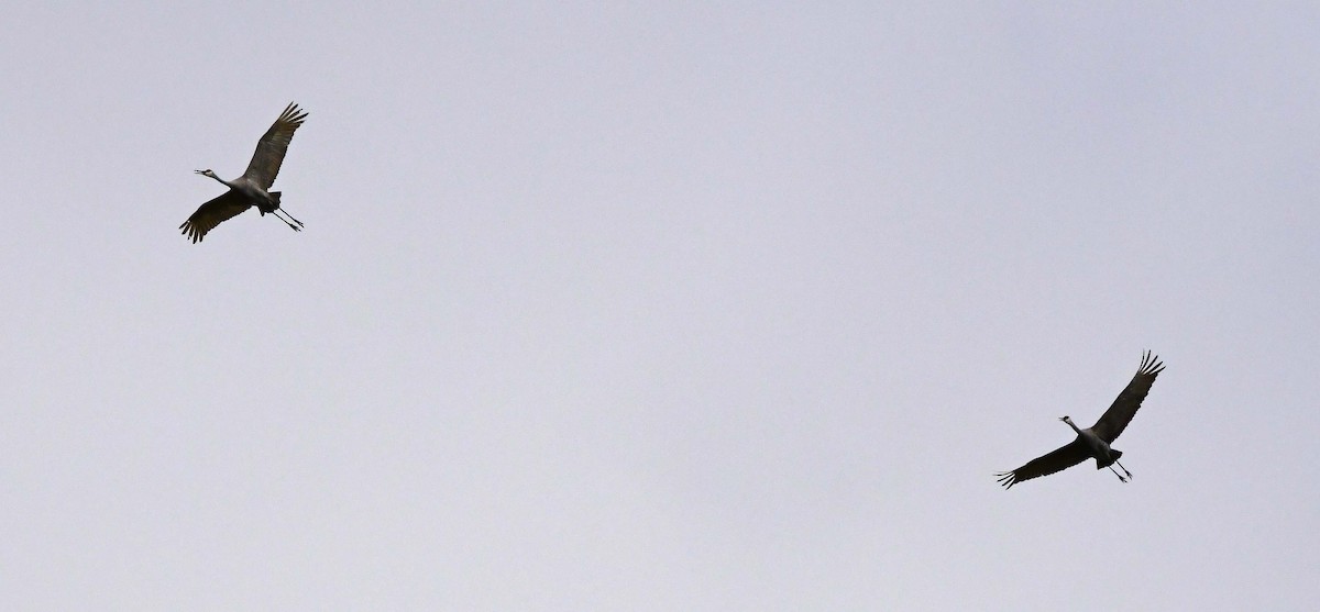 Sandhill Crane - ML626476572