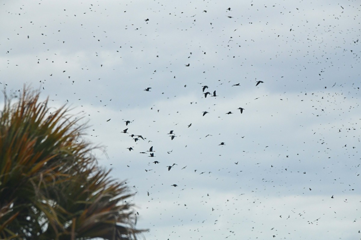 Glossy Ibis - ML626476581