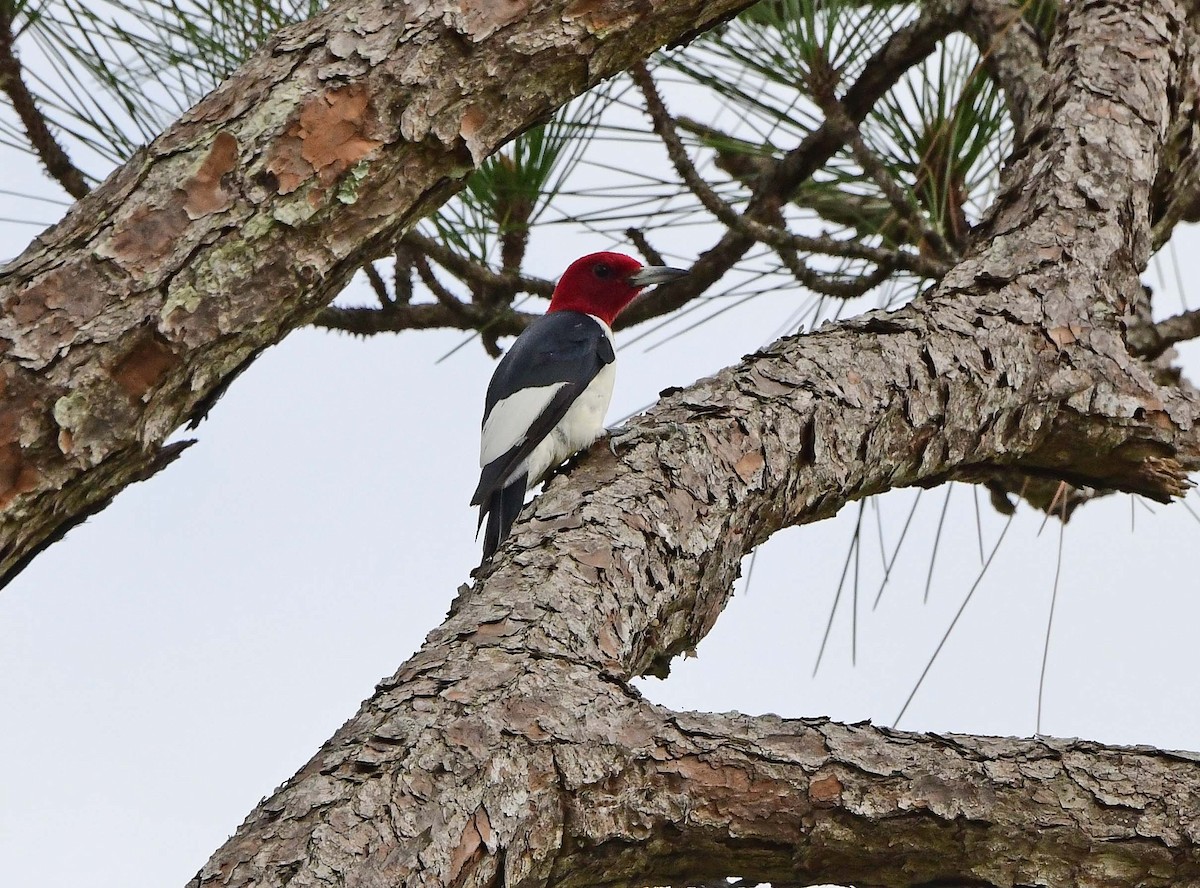 Red-headed Woodpecker - ML626476594