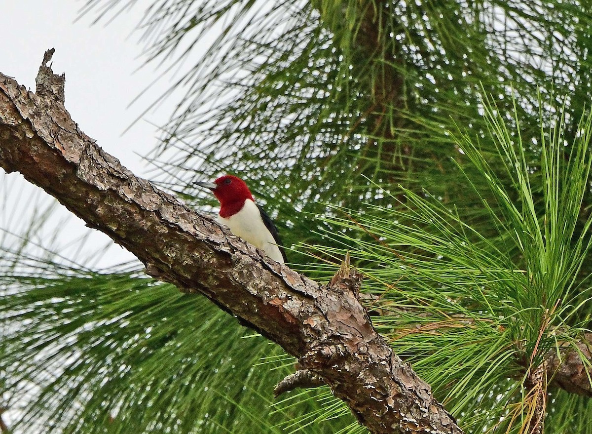 Red-headed Woodpecker - ML626476621
