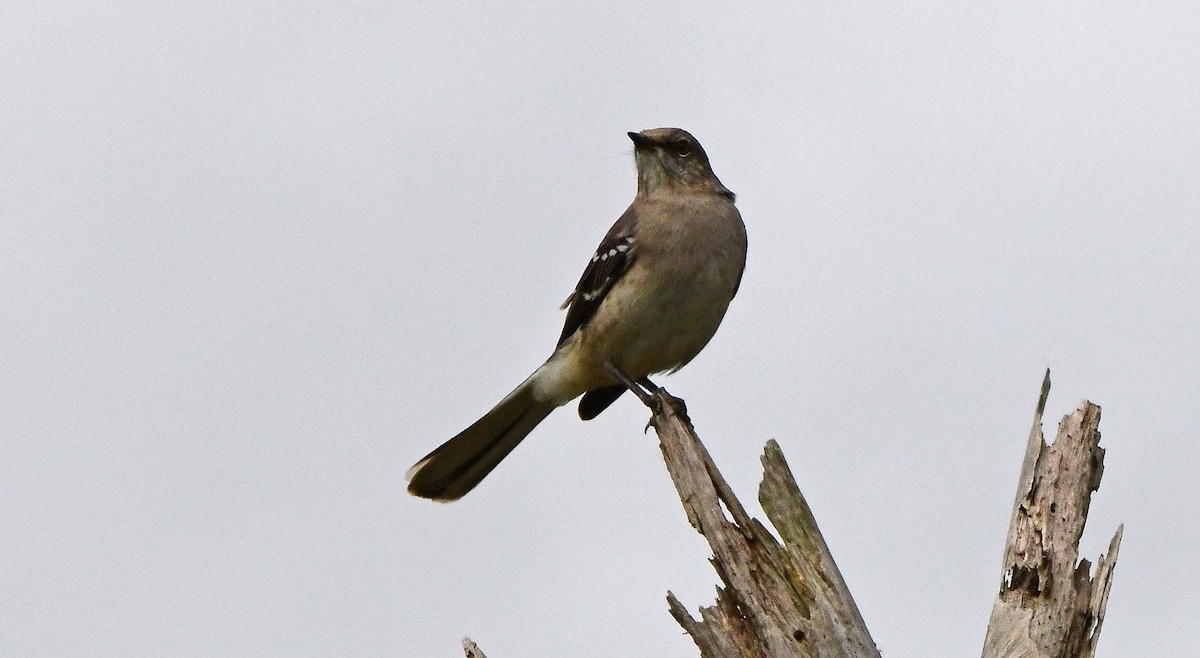 Northern Mockingbird - ML626476647