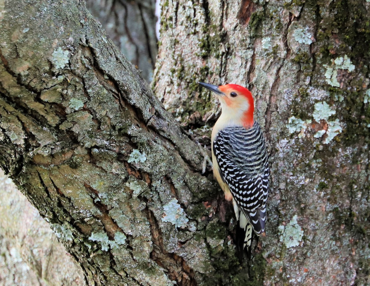 Red-bellied Woodpecker - ML626476720