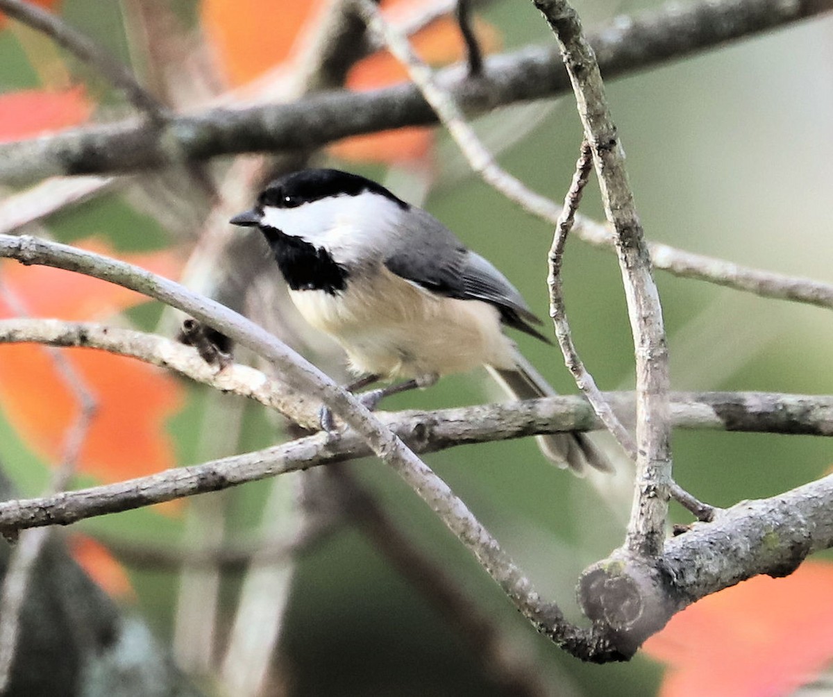 Carolina Chickadee - ML626476727